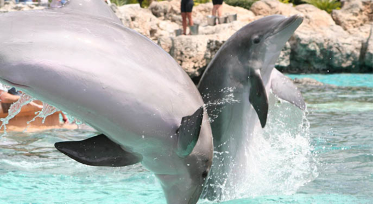 Sea World Dolphins-jumping